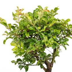 Zelkova nire - B5012