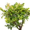 Zelkova nire - B5012