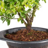 Zelkova nire - B5012