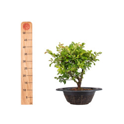 Zelkova nire - B5012