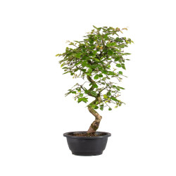 Carpinus turczaninowii - B5020