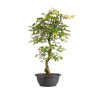 Carpinus turczaninowii - B5020