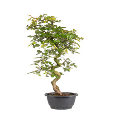 Carpinus turczaninowii - B5020