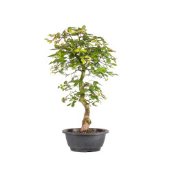 Carpinus turczaninowii - B5020