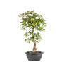 Carpinus turczaninowii - B5020