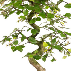 Carpinus turczaninowii - B5020