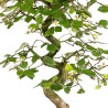 Carpinus turczaninowii - B5020