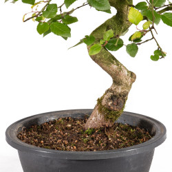 Carpinus turczaninowii - B5020