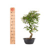 Carpinus turczaninowii - B5020