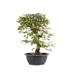 Carpinus turczaninowii - B5021