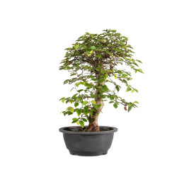 Carpinus turczaninowii - B5021