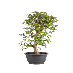 Carpinus turczaninowii - B5021