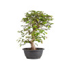Carpinus turczaninowii - B5021