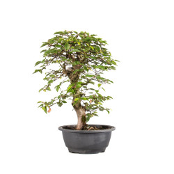 Carpinus turczaninowii - B5021