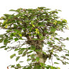 Carpinus turczaninowii - B5021