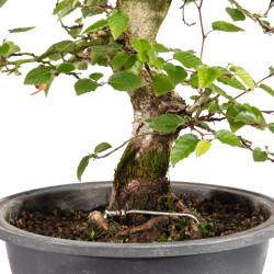 Carpinus turczaninowii - B5021
