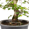 Carpinus turczaninowii - B5021