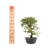 Carpinus turczaninowii - B5021