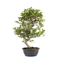Carpinus turczaninowii - B5022