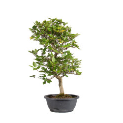 Carpinus turczaninowii - B5022
