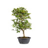 Carpinus turczaninowii - B5022