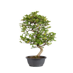Carpinus turczaninowii - B5022
