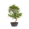 Carpinus turczaninowii - B5022