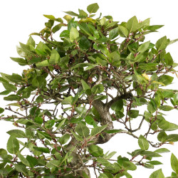 Carpinus turczaninowii - B5022