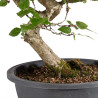 Carpinus turczaninowii - B5022