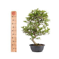 Carpinus turczaninowii - B5022