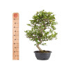Carpinus turczaninowii - B5022