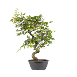 Carpinus turczaninowii - B5023