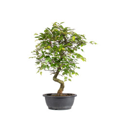 Carpinus turczaninowii - B5023