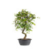 Carpinus turczaninowii - B5023