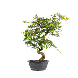 Carpinus turczaninowii - B5023