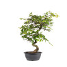 Carpinus turczaninowii - B5023