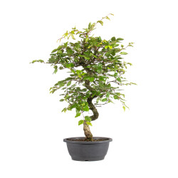 Carpinus turczaninowii - B5023