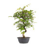 Carpinus turczaninowii - B5023