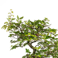 Carpinus turczaninowii - B5023