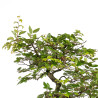 Carpinus turczaninowii - B5023