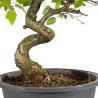 Carpinus turczaninowii - B5023