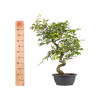 Carpinus turczaninowii - B5023