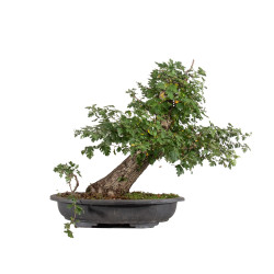 Crataegus monogyna - B5025