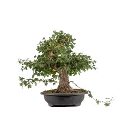 Crataegus monogyna - B5025