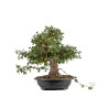 Crataegus monogyna - B5025