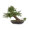 Crataegus monogyna - B5025
