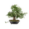 Crataegus monogyna - B5025
