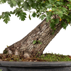 Crataegus monogyna - B5025