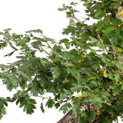Crataegus monogyna - B5025