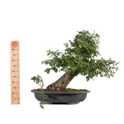 Crataegus monogyna - B5025